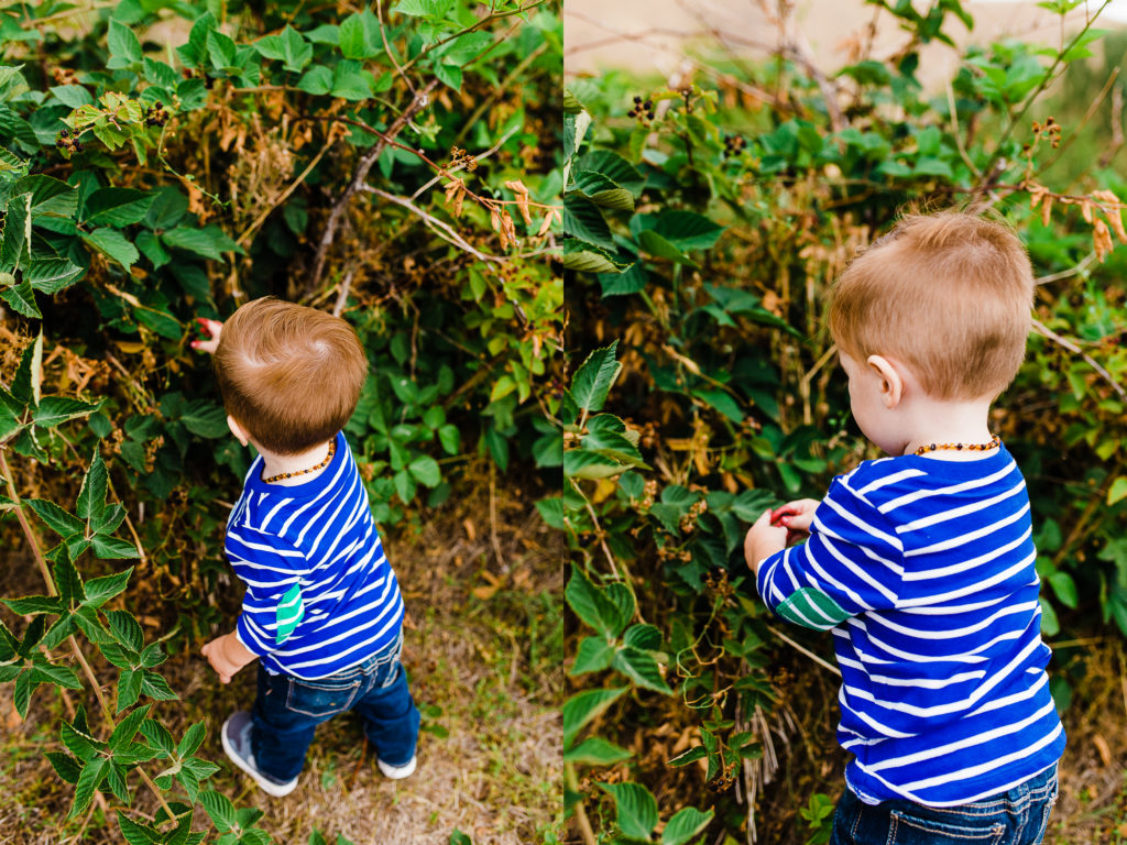 Phelps Fruit and Berry Farm | Truly Photography