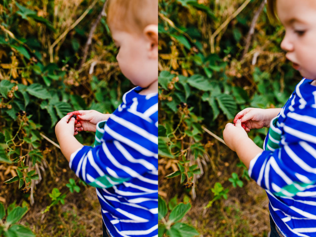 Phelps Fruit and Berry Farm | Truly Photography