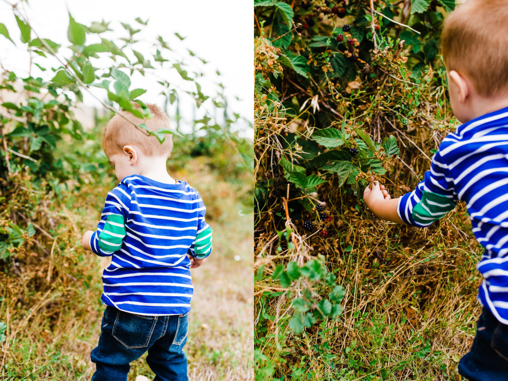 Phelps Fruit and Berry Farm | Truly Photography