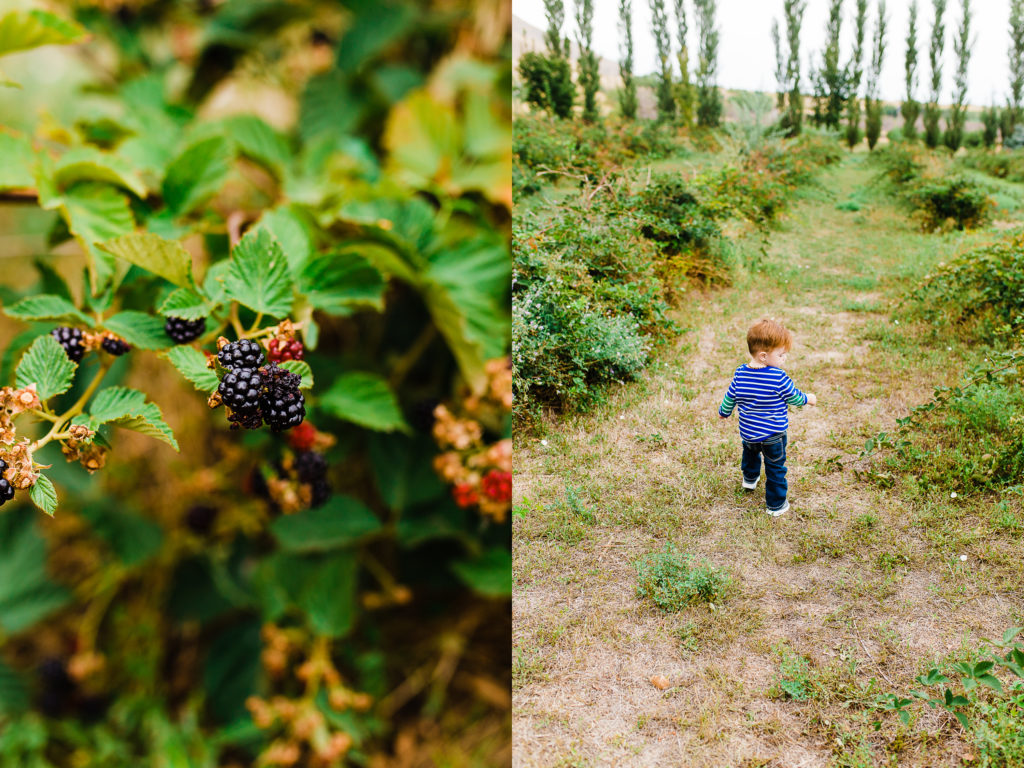 Phelps Fruit and Berry Farm | Truly Photography