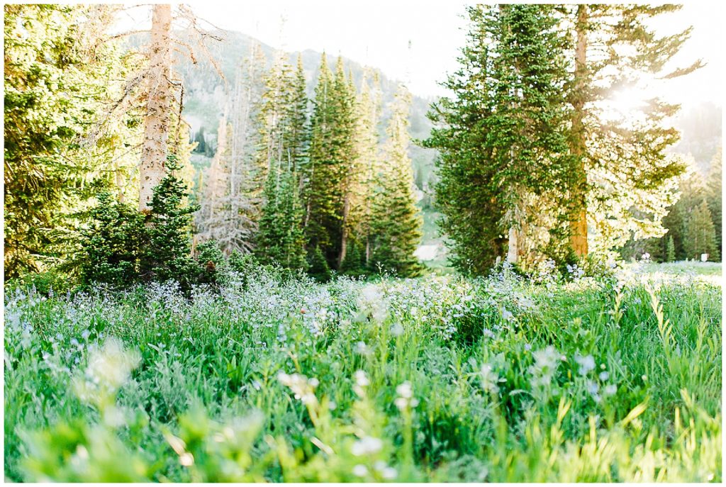3 Things to Know Before Shooting at Albion Basin | Utah Photographer
