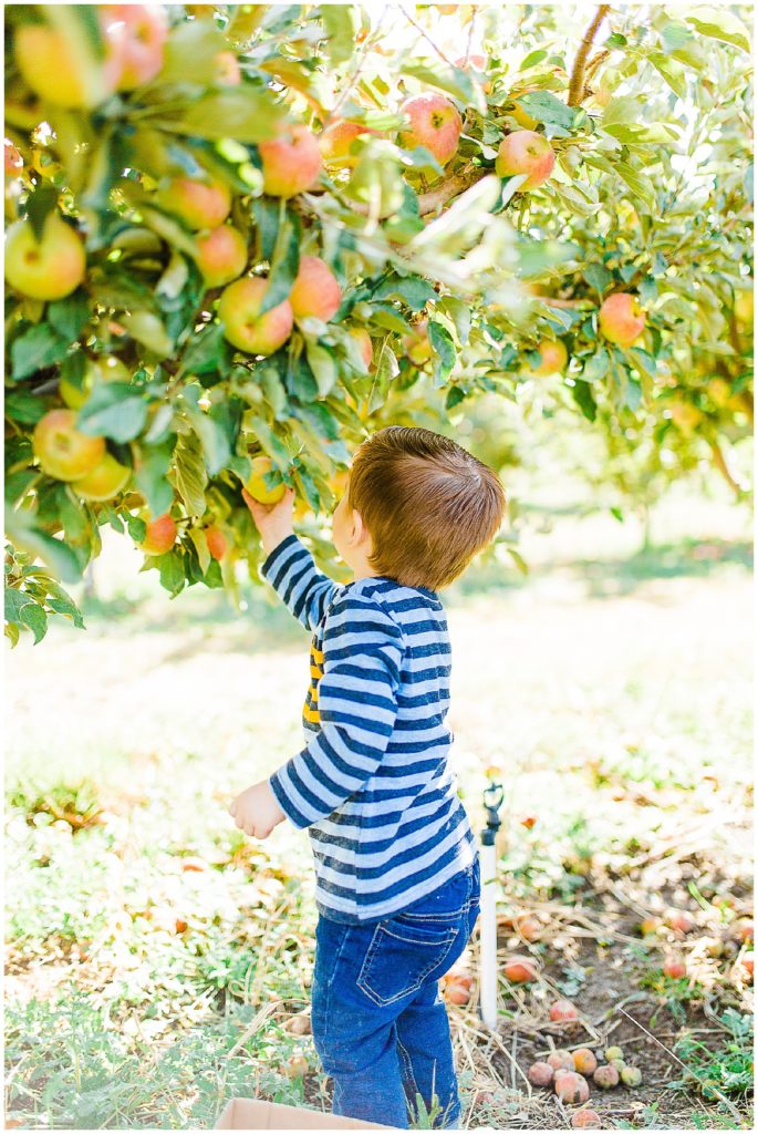 Apple Picking at Burgess Orchards | Utah Family Photographer