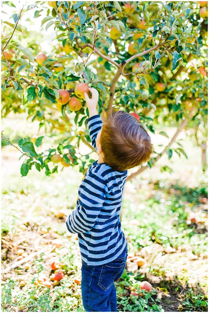 Apple Picking at Burgess Orchards | Utah Family Photographer - Truly ...