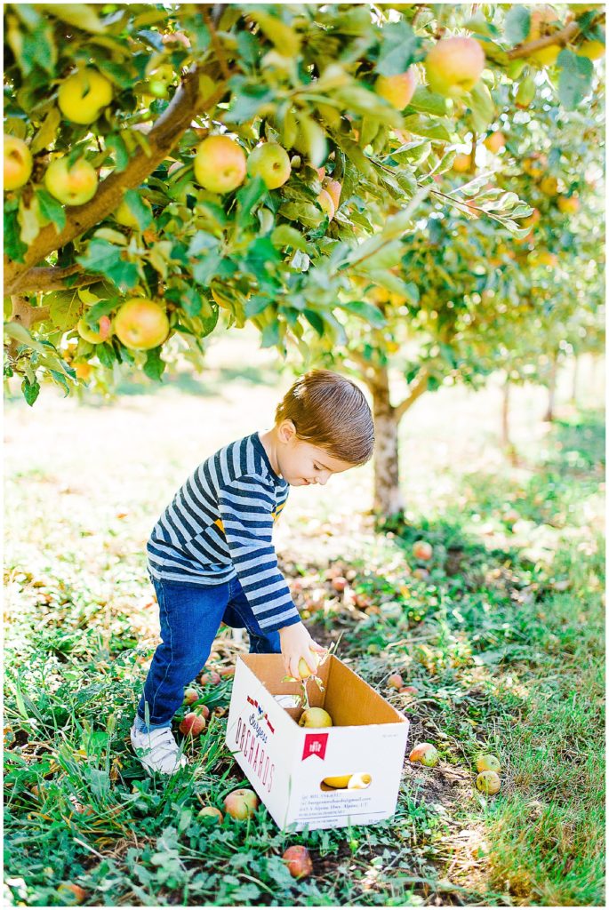 Apple Picking at Burgess Orchards | Utah Family Photographer
