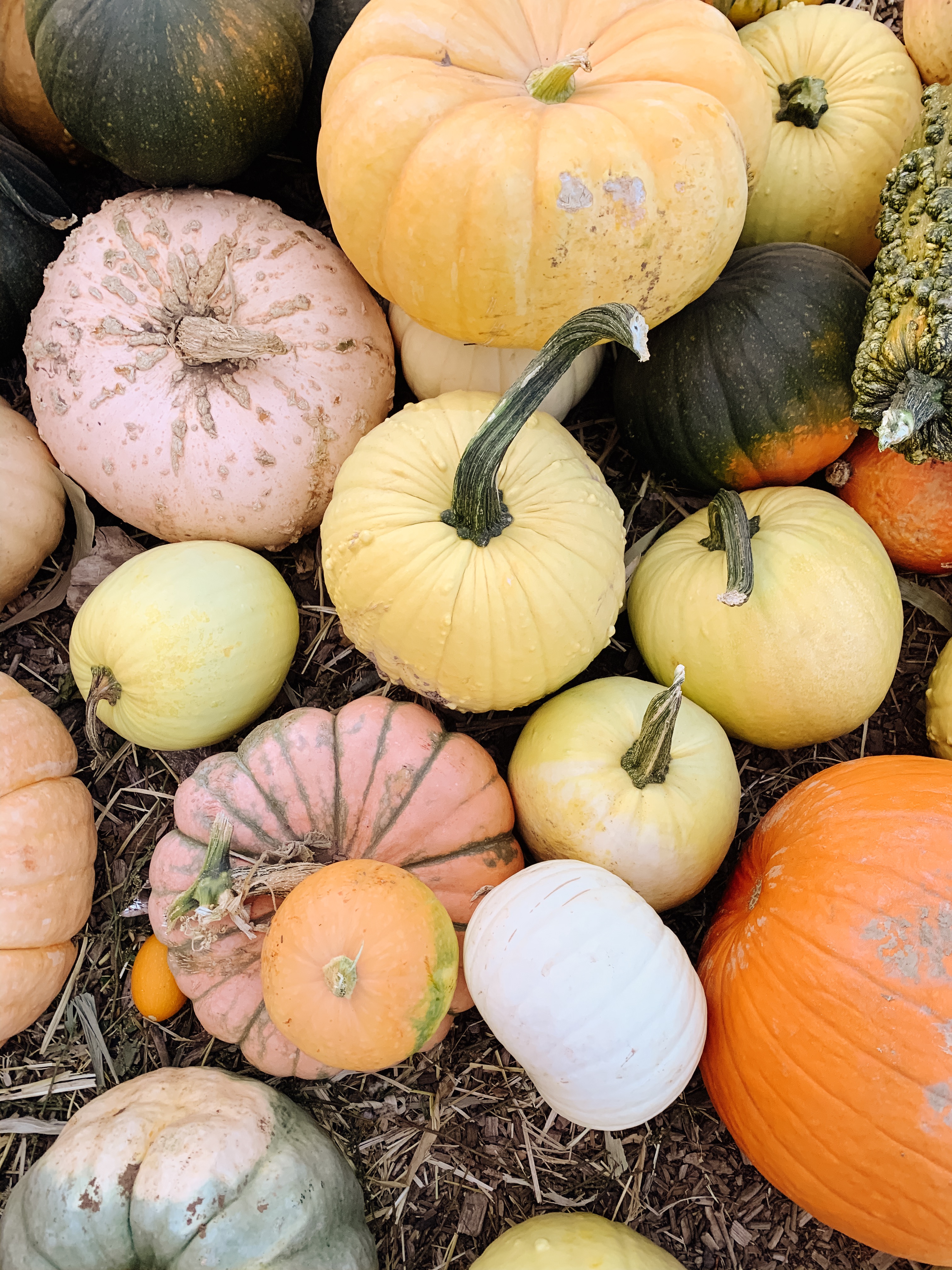 Visiting Peterson's Pumpkin Patch in Riverton