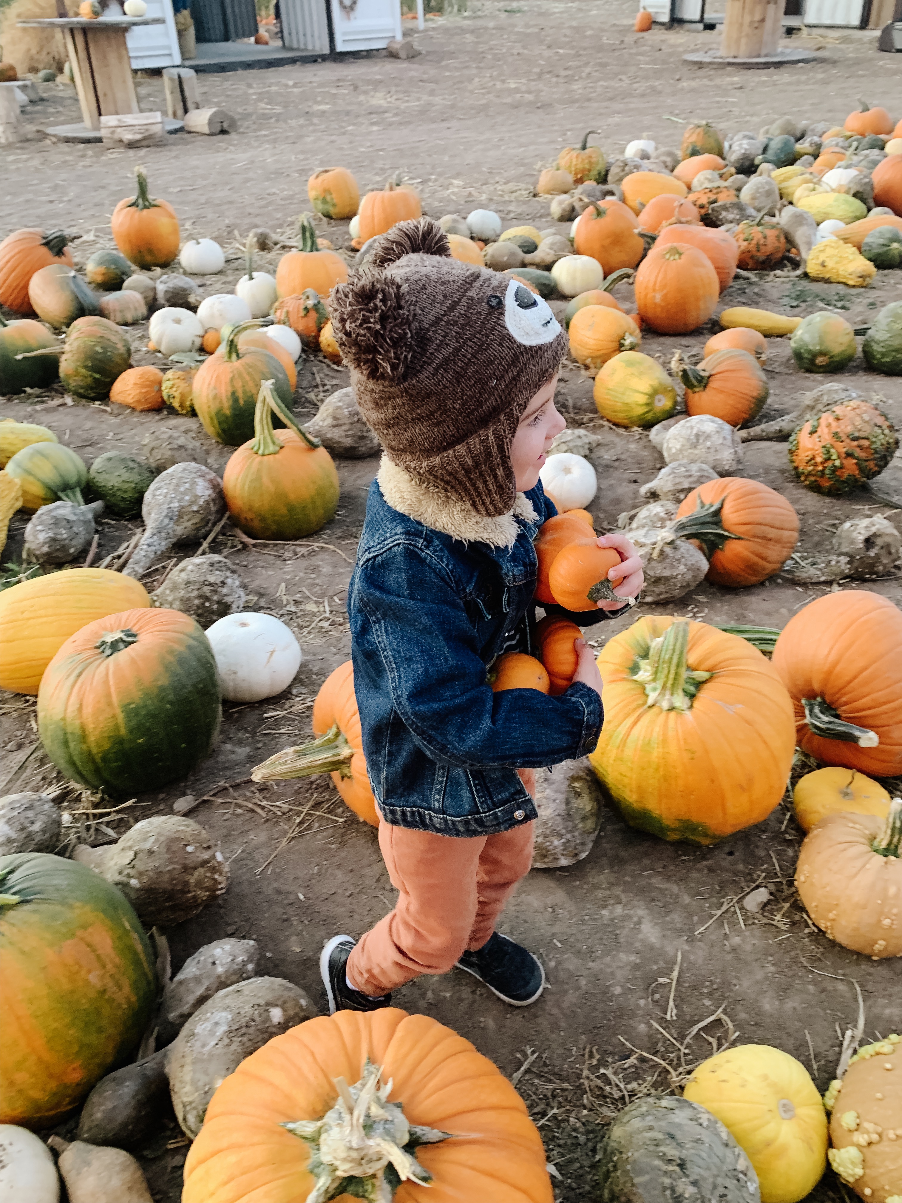 Visiting Peterson's Pumpkin Patch in Riverton