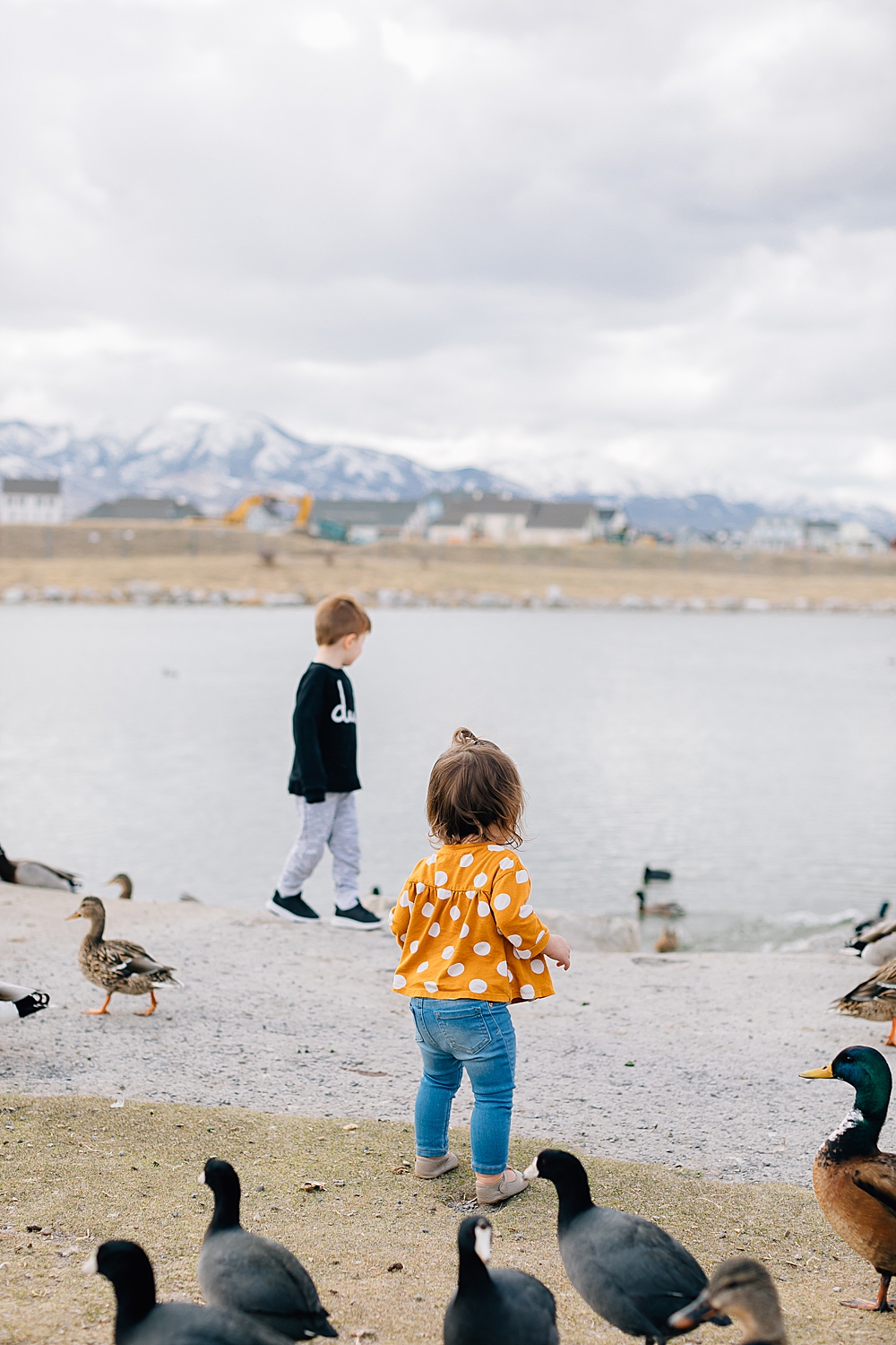 Feeding the Ducks at Daybreak