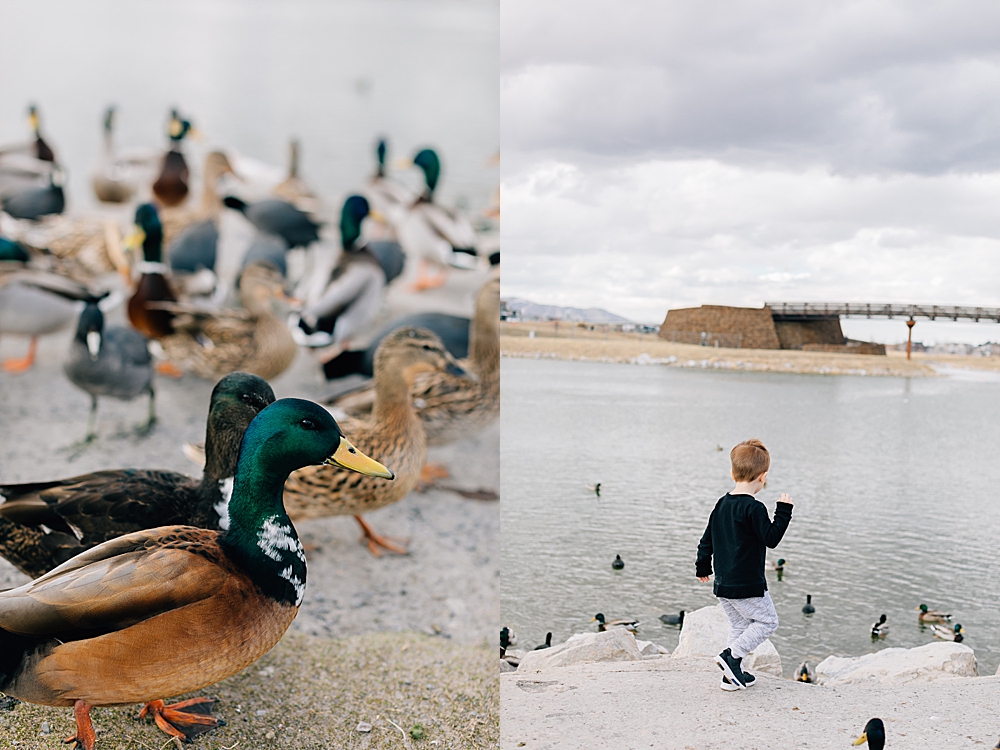 Feeding the Ducks at Daybreak