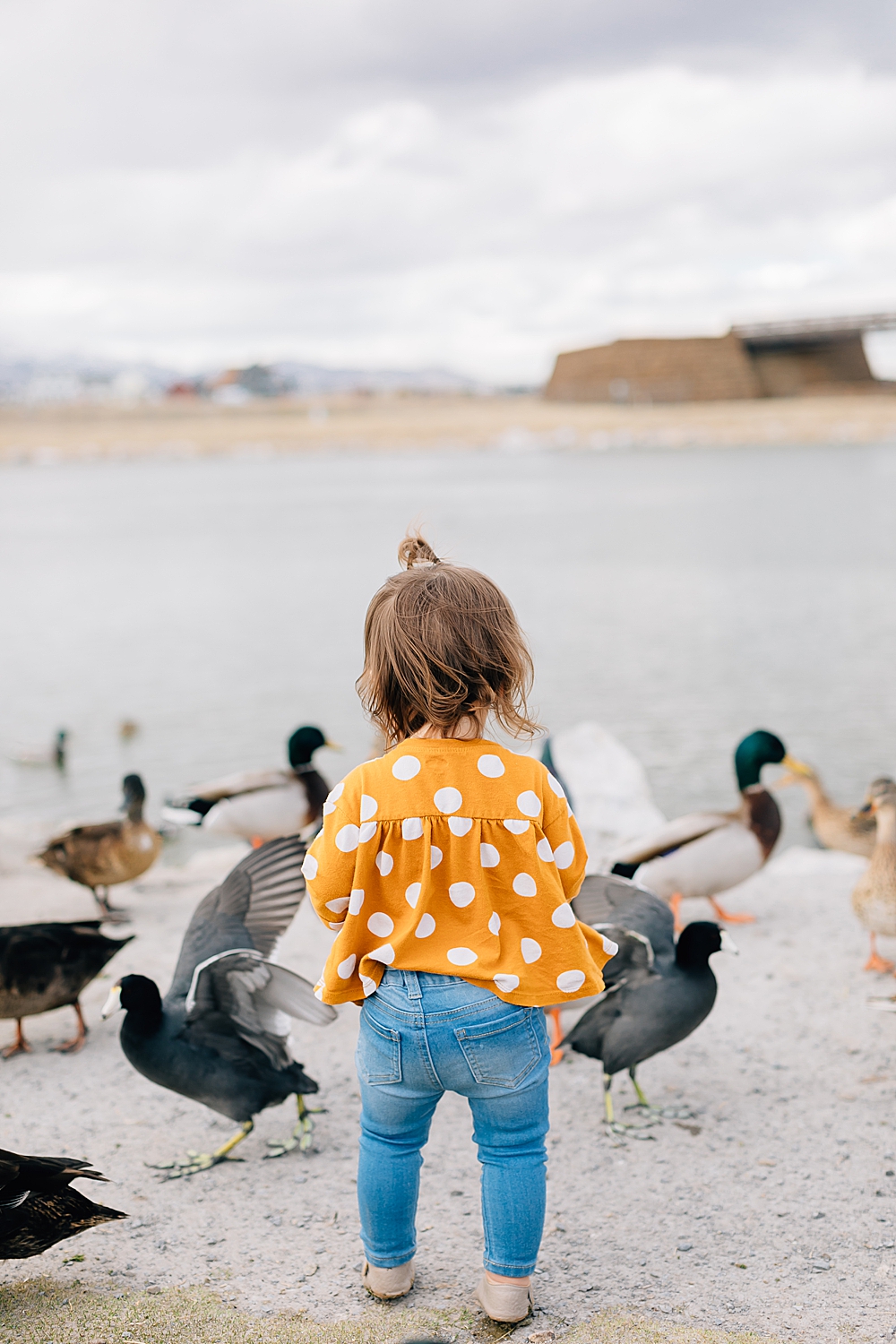 Feeding the Ducks at Daybreak