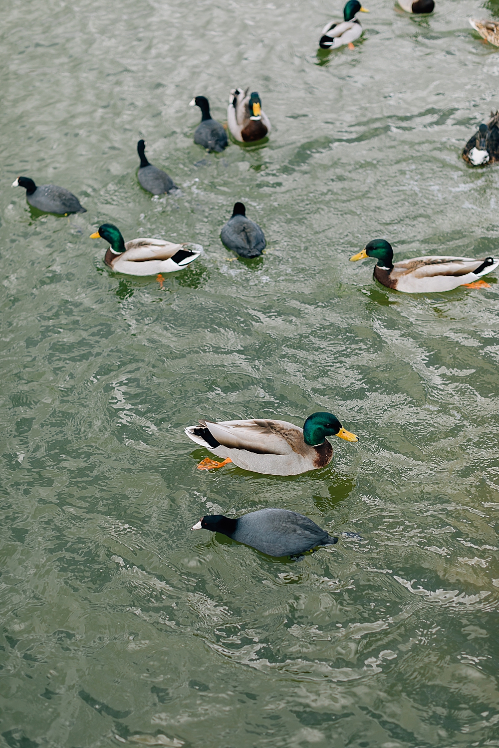 Feeding the Ducks at Daybreak