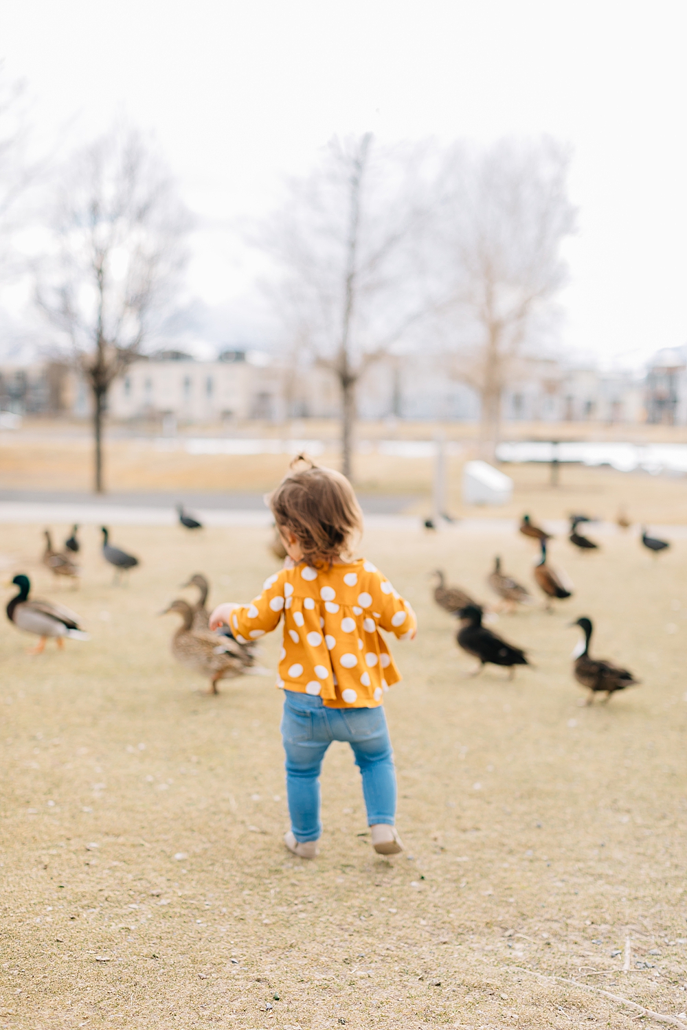 Feeding the Ducks at Daybreak