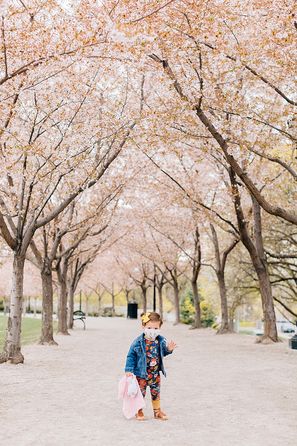 Visiting the Capitol Blossoms During Quarantine