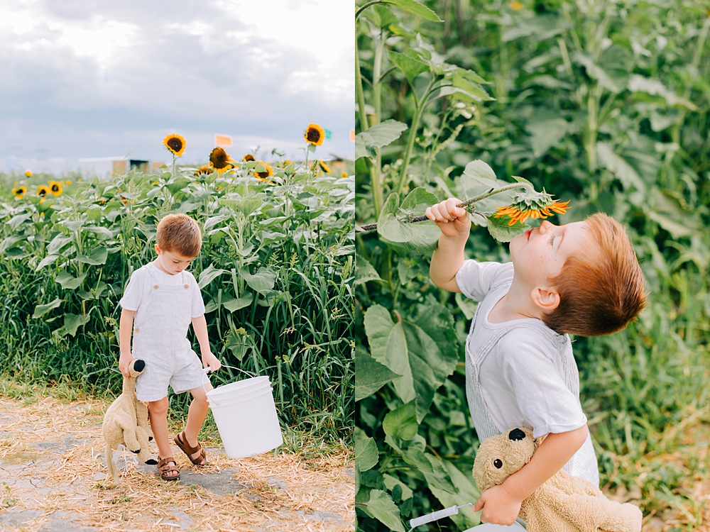 Cross E Ranch Sunflower Festival