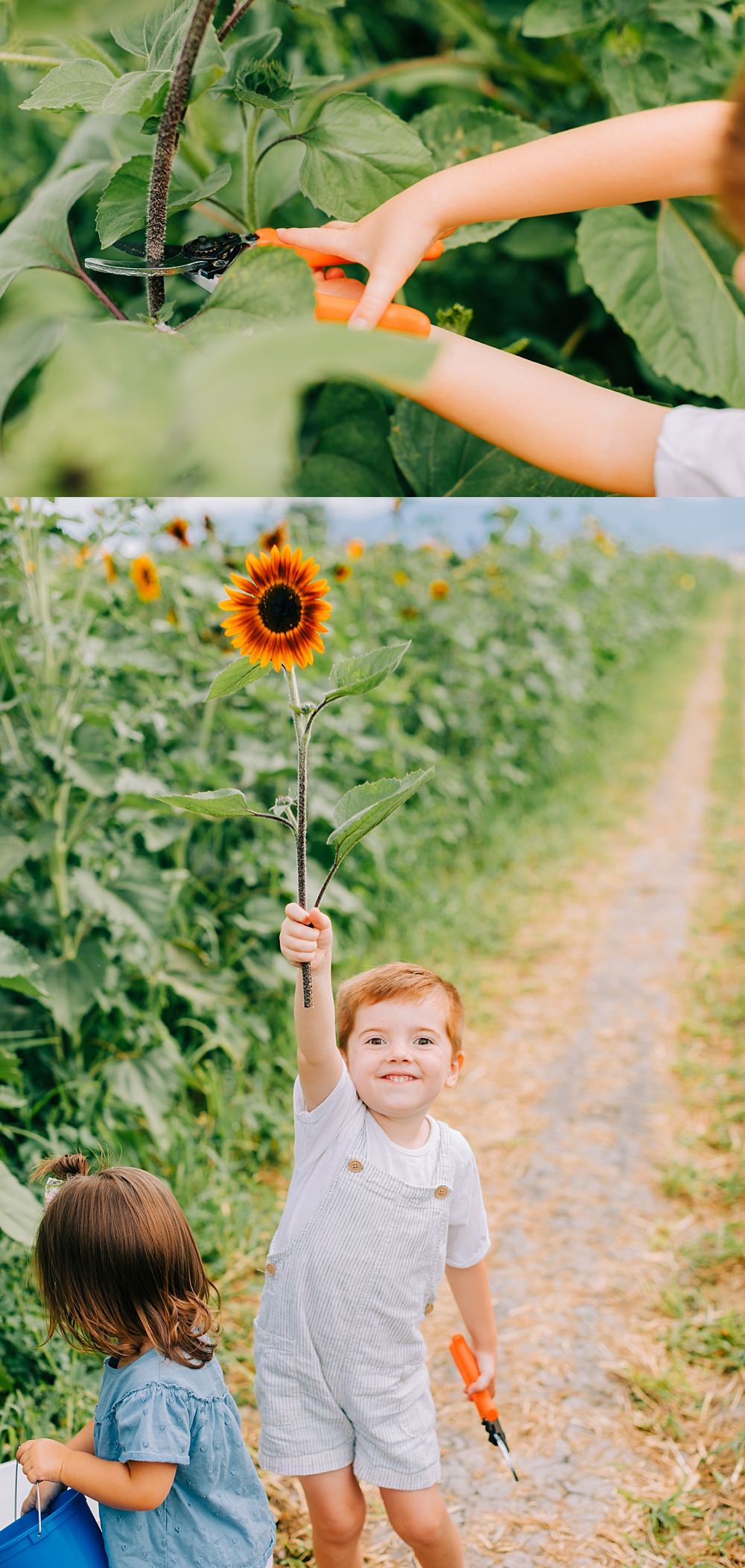 Cross E Ranch Sunflower Festival