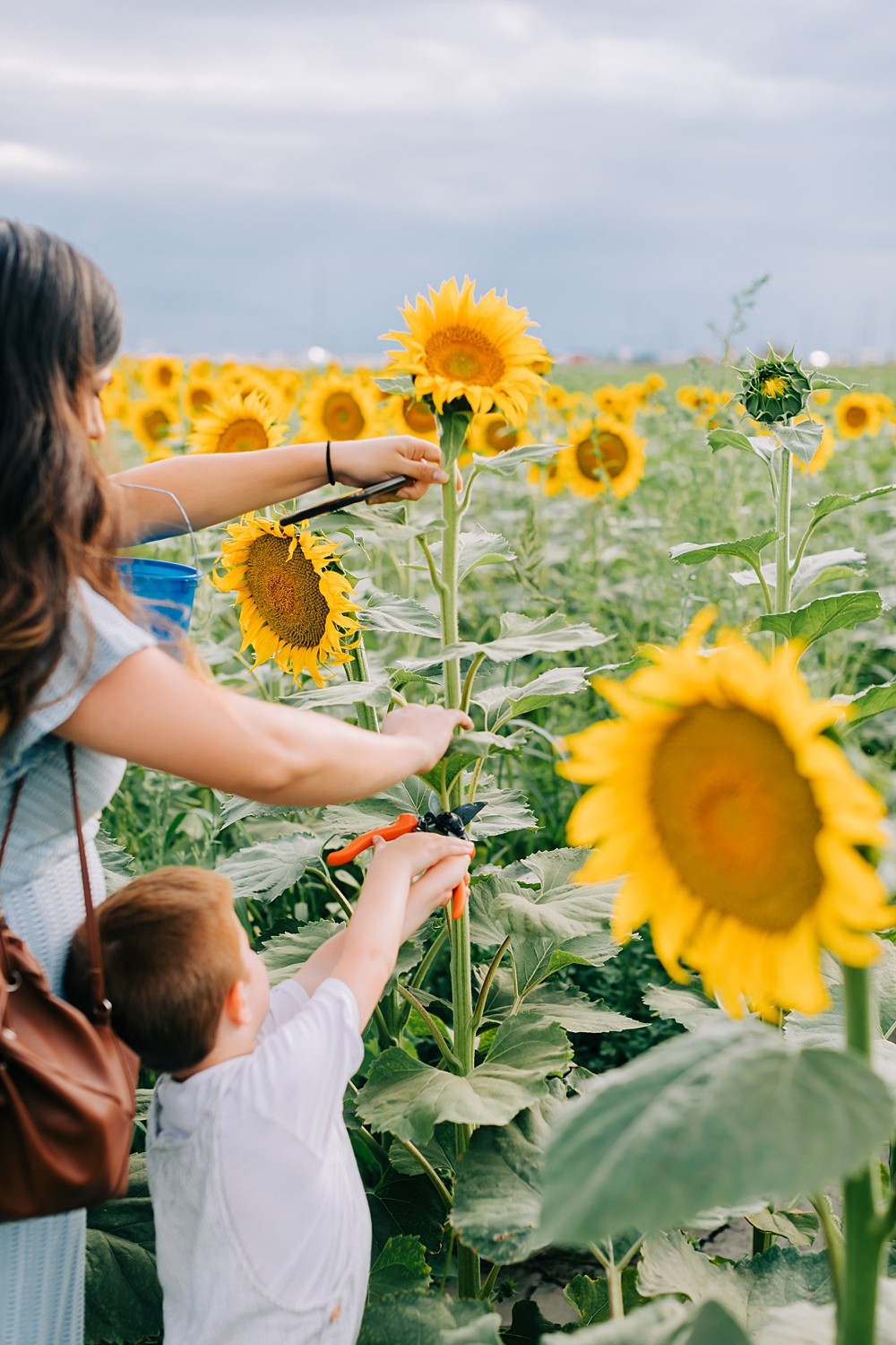 Cross E Ranch Sunflower Festival