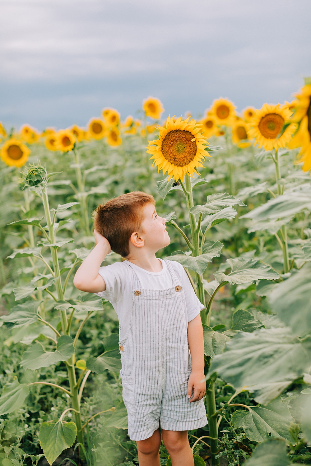 Cross E Ranch Sunflower Festival