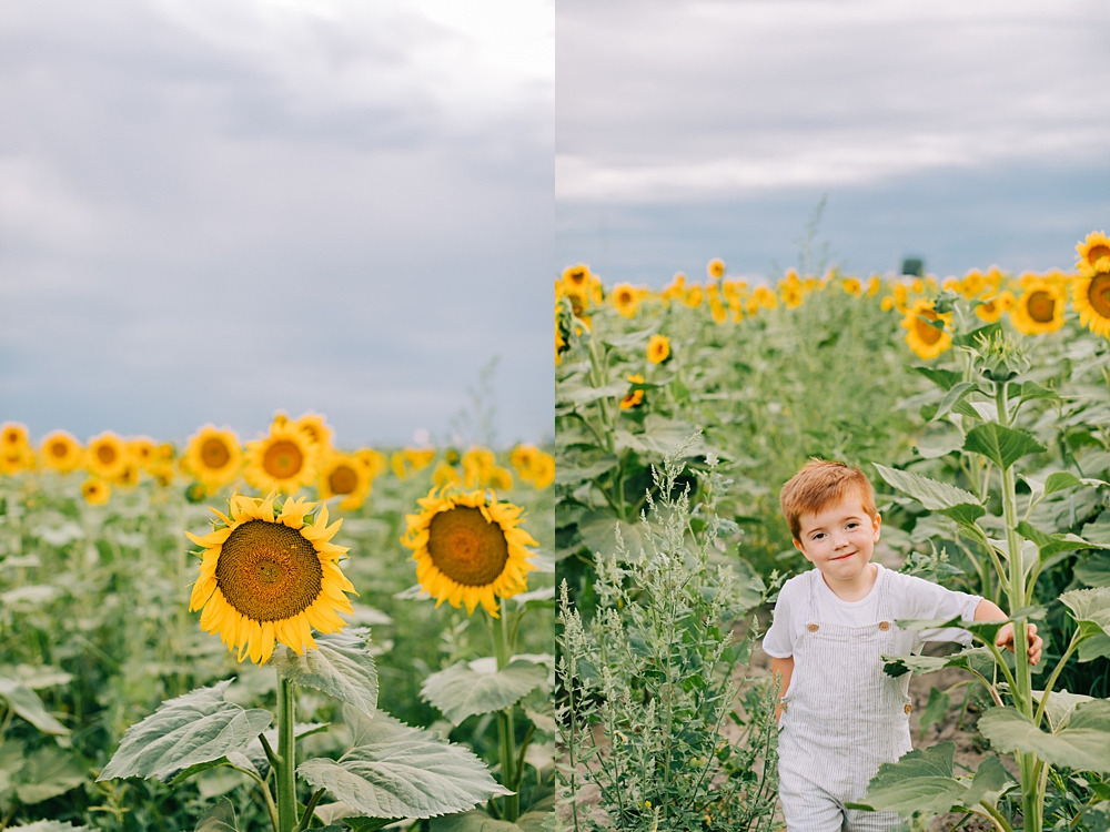 Cross E Ranch Sunflower Festival