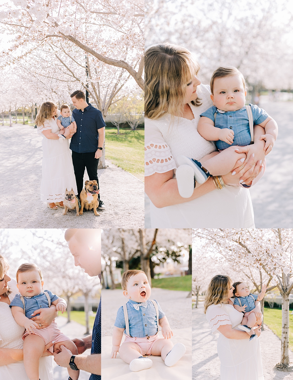 Everything you need to know about shooting at the Utah State Capitol Cherry Blossoms | Utah Family Photographer