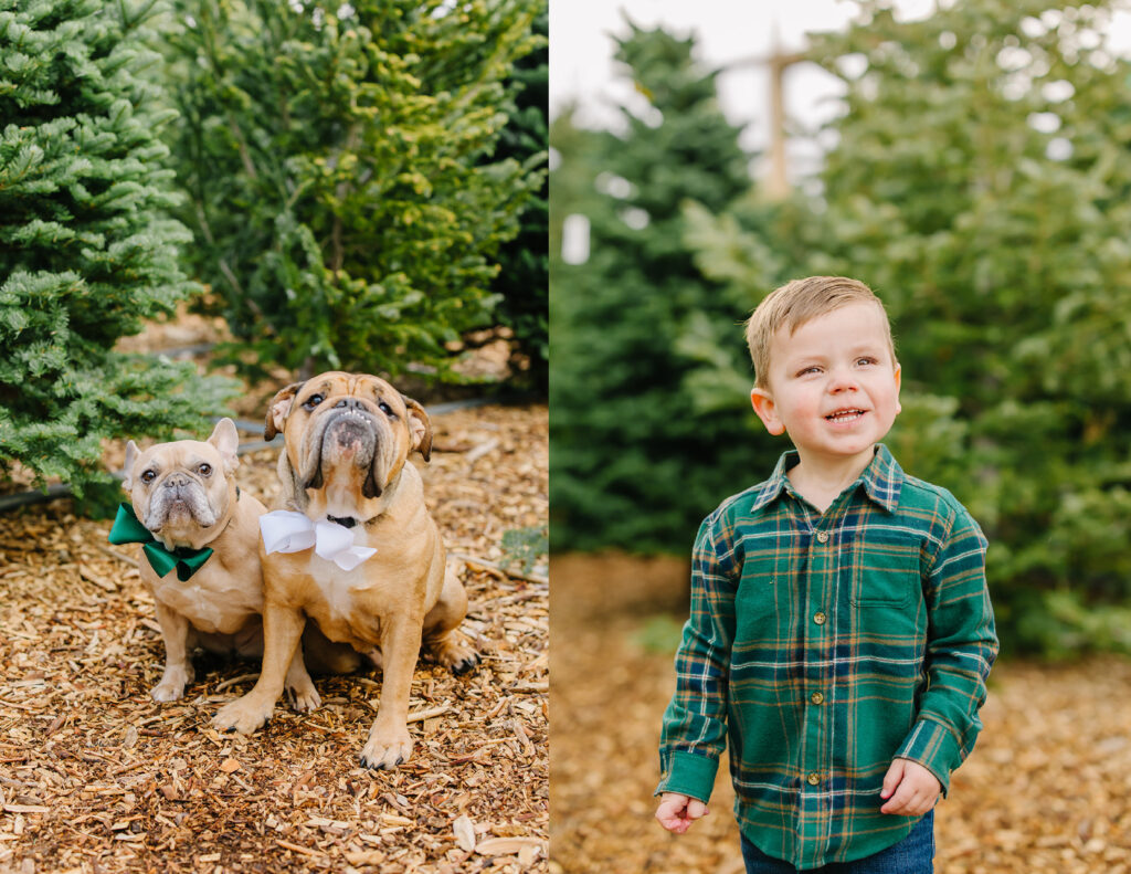 Christmas Tree Family Pictures | Utah Photographer