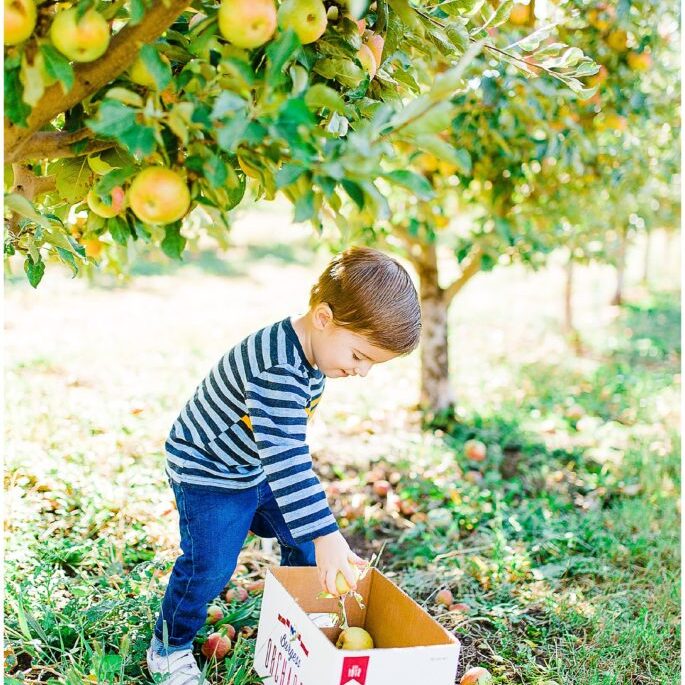 Apple Picking at Burgess Orchards | Utah Family Photographer